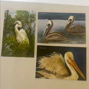 White and Brown Pelican Illustrations Art